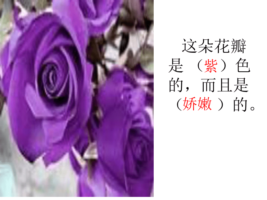 长春版语文三下八《紫色的小花》获奖课件（21张）