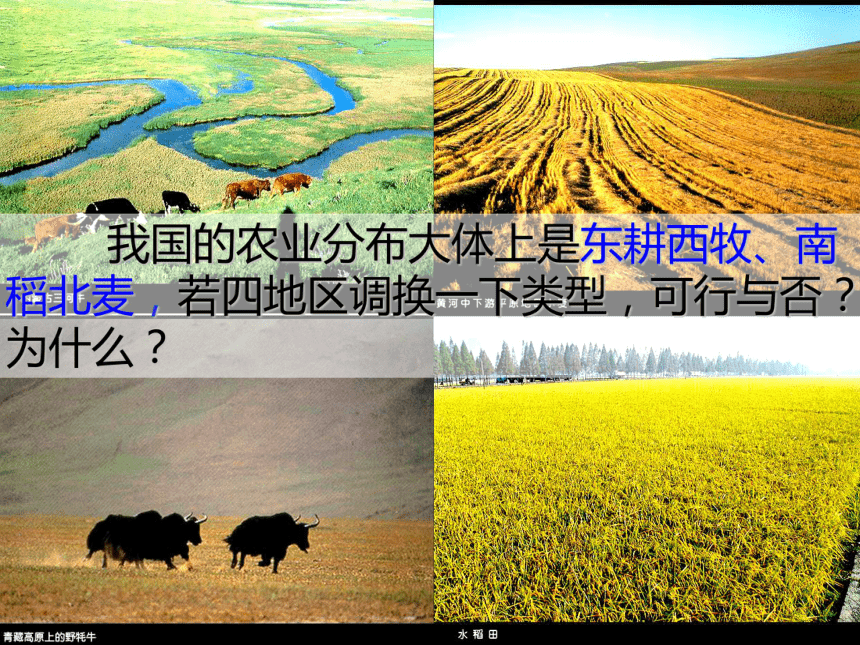2016年秋  高一地理  人教版必修二 3.1-农业的区位选择 （共36张PPT）
