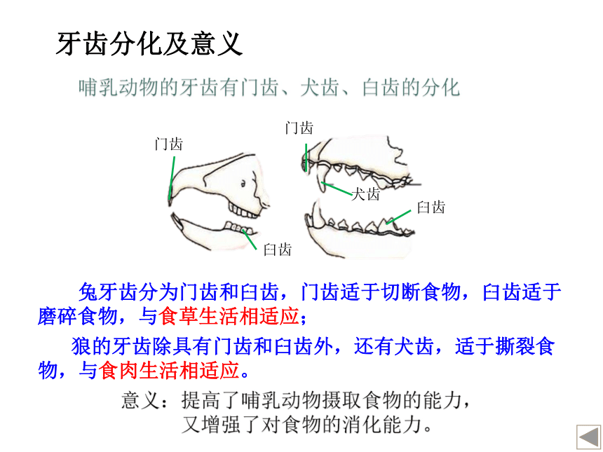 17哺乳动物课件(共14张ppt)