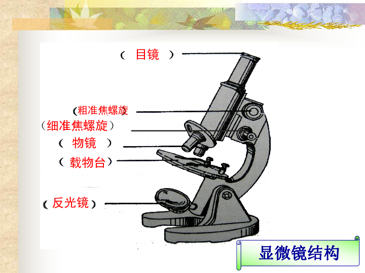 1.6用显微镜观察身边的生命世界（二） 课件(20张PPT)