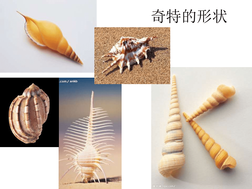 1.9海螺和海星 课件2