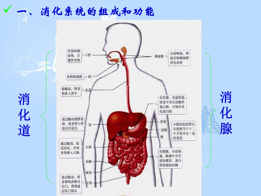 （青岛版）五年级科学下册课件 食物到哪里去了