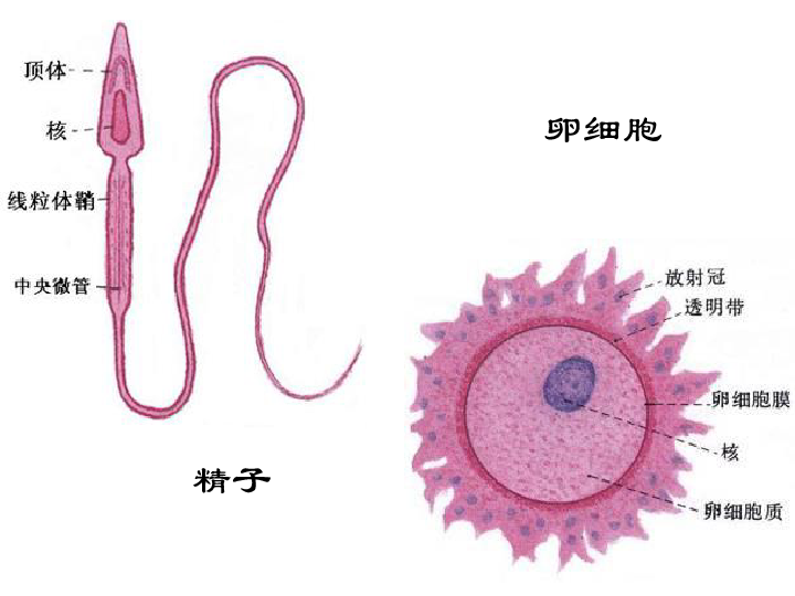 冀教版八下生物 6.1.3人的生殖和胚胎发育 课件（22张PPT）