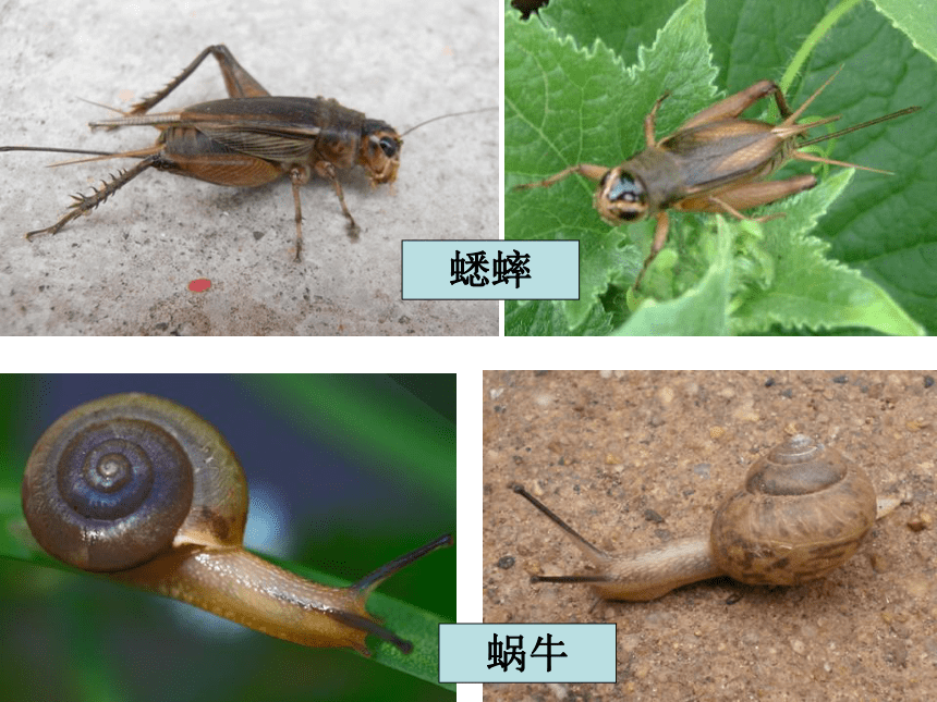 校园生物大搜索