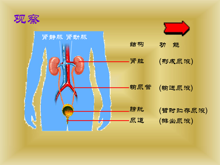 人体管道结构示意图图片