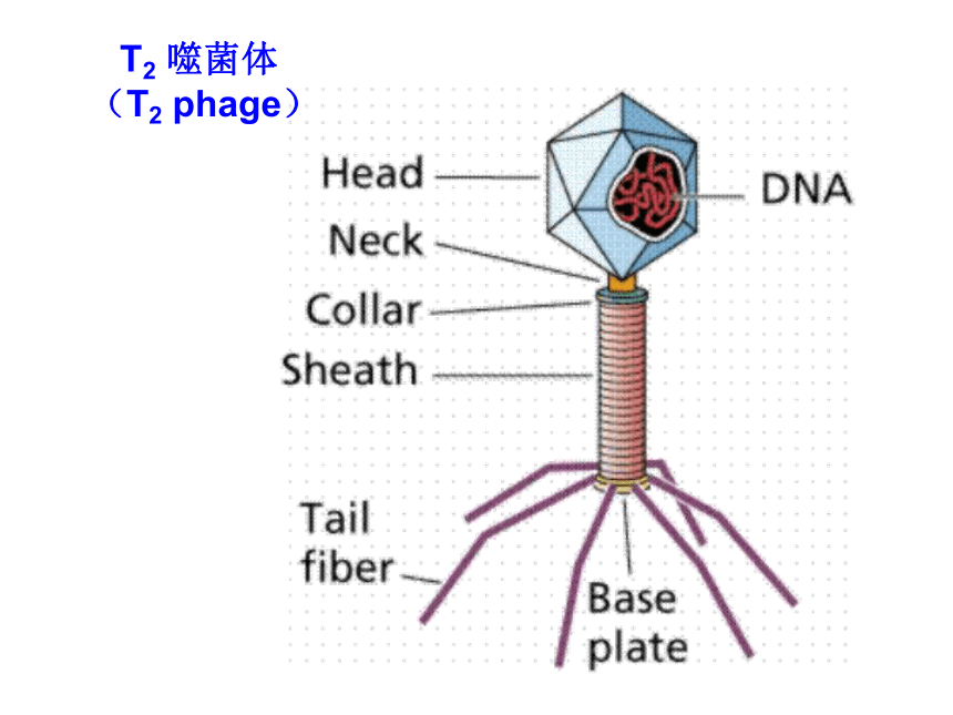 人教版必修1第一章第一节从生物圈到细胞（共48张PPT）