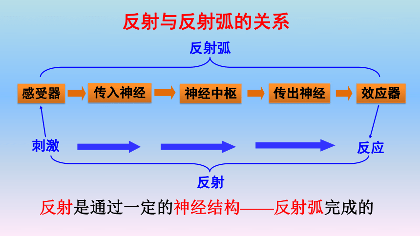 大脑反射弧图片