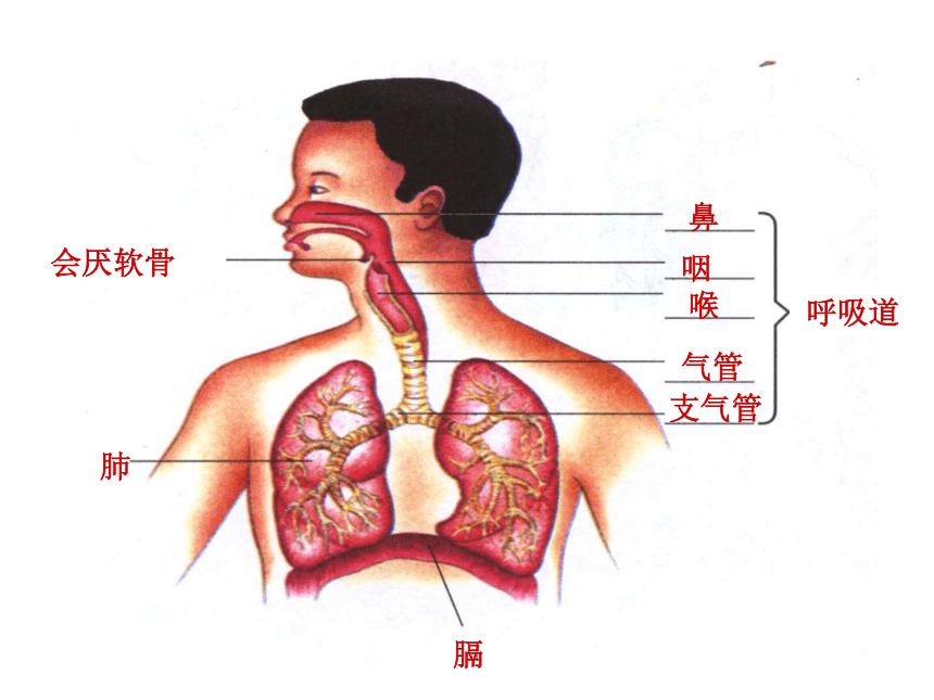 4.3.1呼吸道对空气的处理 课件（共30张PPT）