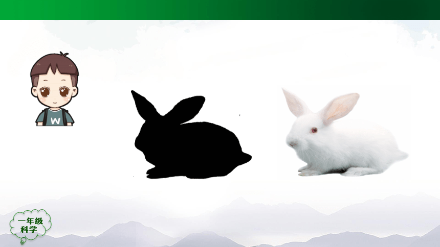 2.5 猫和兔 课件（49张ppt）+5个内嵌视频