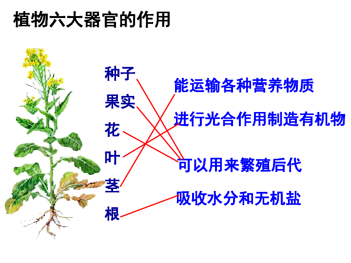 苏科版七年级下册生物 9.1植物体的组成 课件(14张PPT)