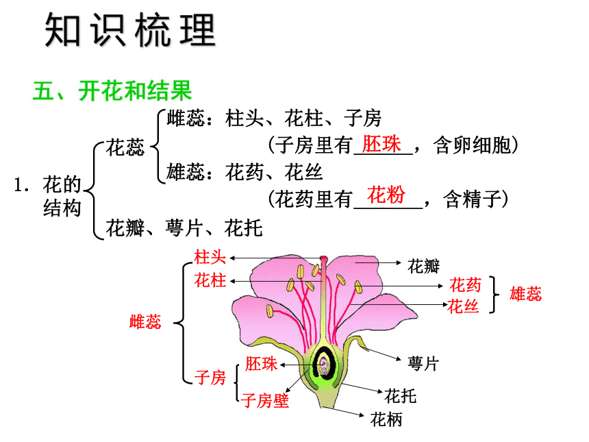 中考宝典2016中考深圳版生物会考课件第四单元绿色植物的类型被子植物