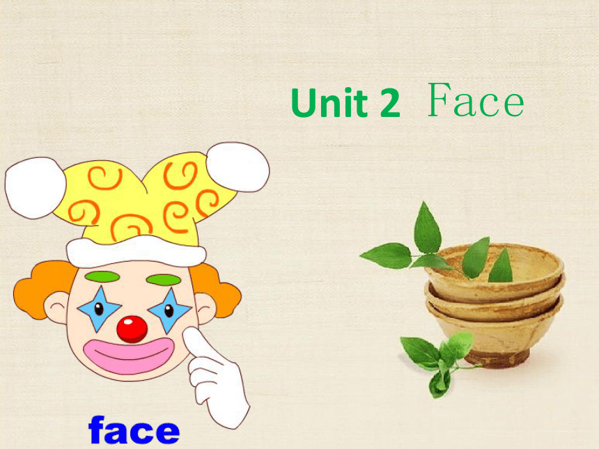 Unit 2 Face 单元复习课件