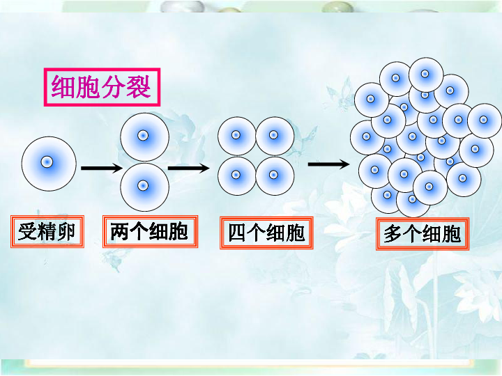 第二单元第二节动物体的结构层次课件（共26张PPT）