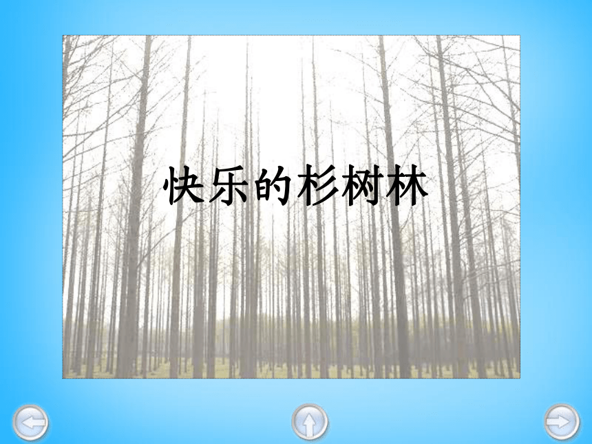 五年级上语文课件（C）-快乐的杉树林沪教版