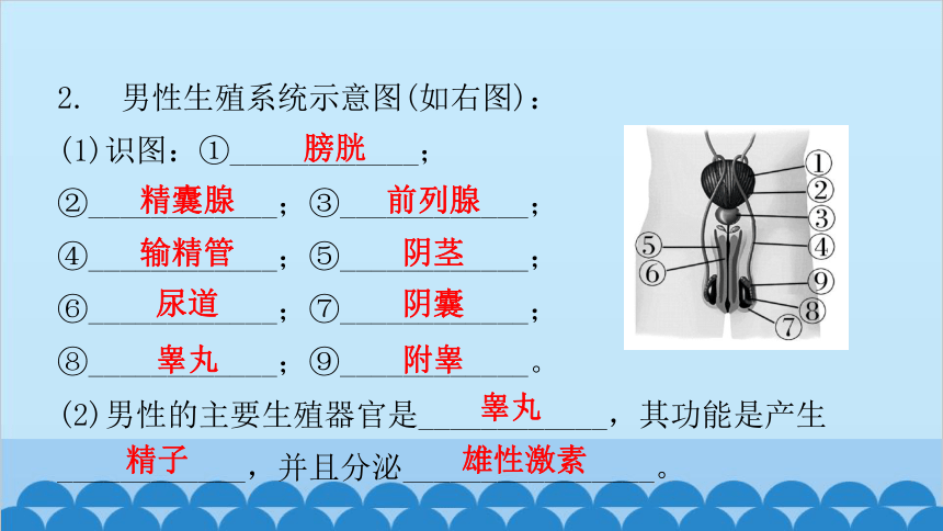 人教版生物七年级下册第一章第二节人的生殖课件共30张ppt