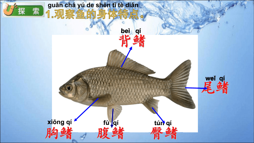 冀人版（2017秋）一年级上册科学课件-9 观察金鱼（课件19ppt）