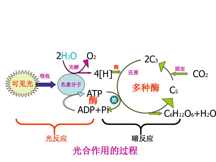 第五章第三四節細胞呼吸與光合作用複習共45張ppt