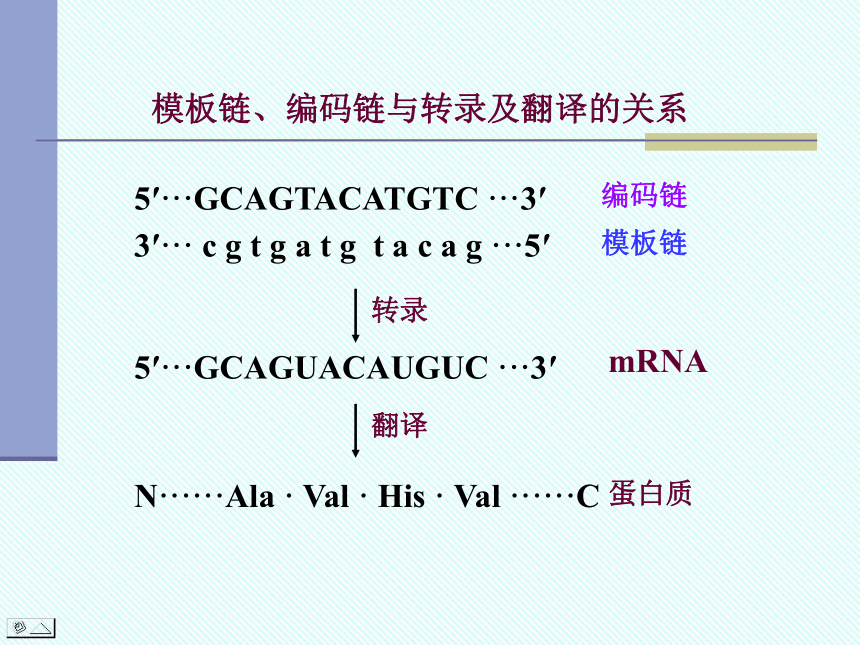 从DNA到RNA。。。。。。