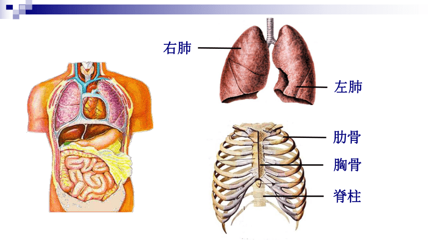 肺在左边还是右边图片图片