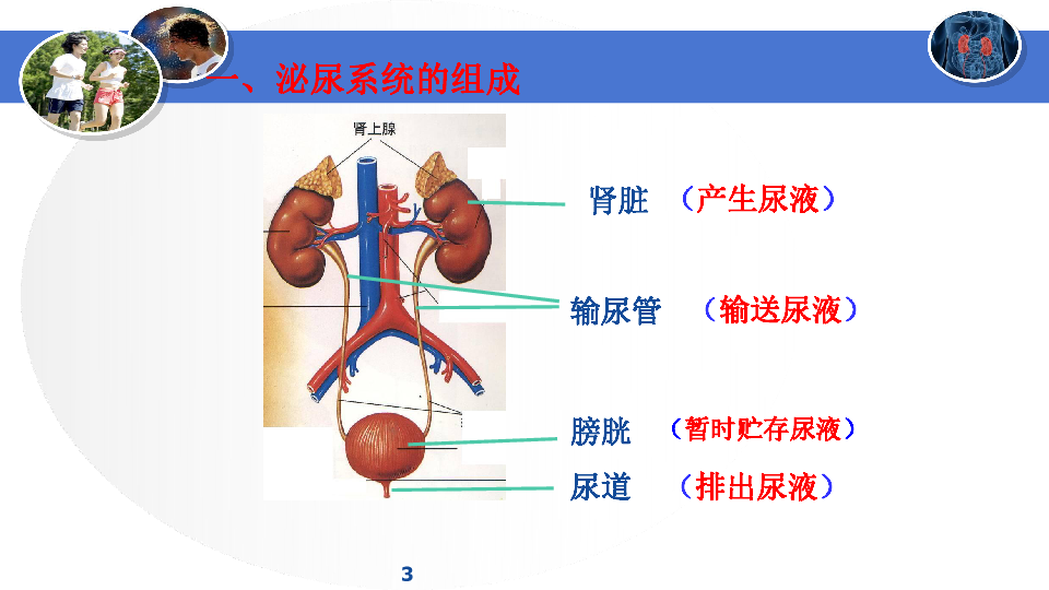 尿液的排出过程图片