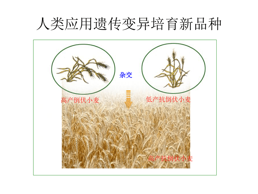 北师大版生物八年级上册 第20章生物的遗传和变异复习课 课件（15张PPT）