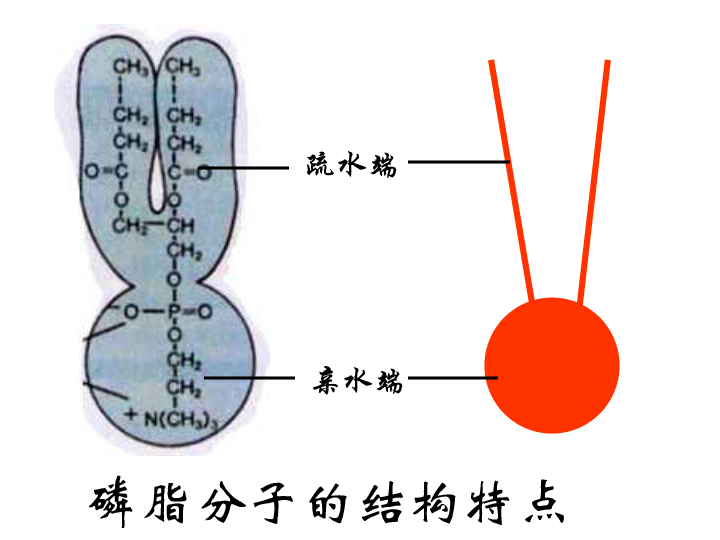高中生物人教版必修一第三章第1节 细胞膜的结构和功能  课件(共19张PPT)