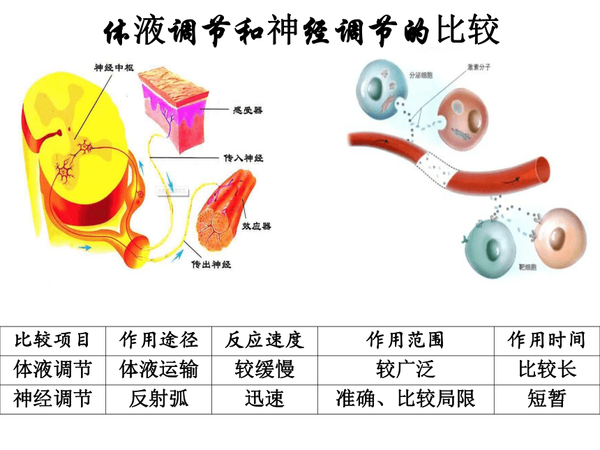 2021—2022学年高二上学期人教版必修3第2章第3节   体液调节与神经调节的关系  课件 （49张ppt）