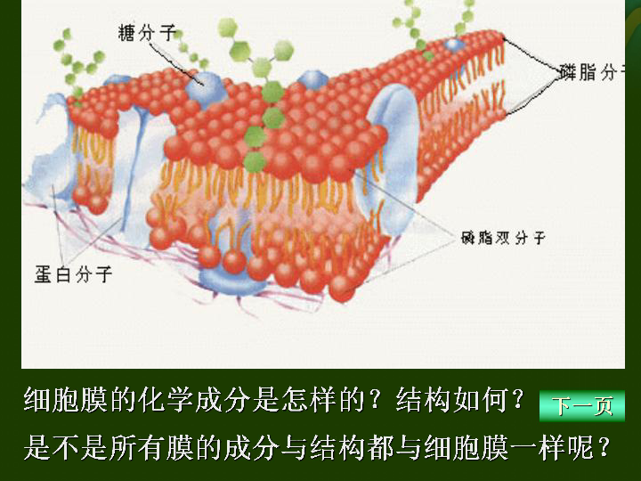生物的细胞膜系统上学期