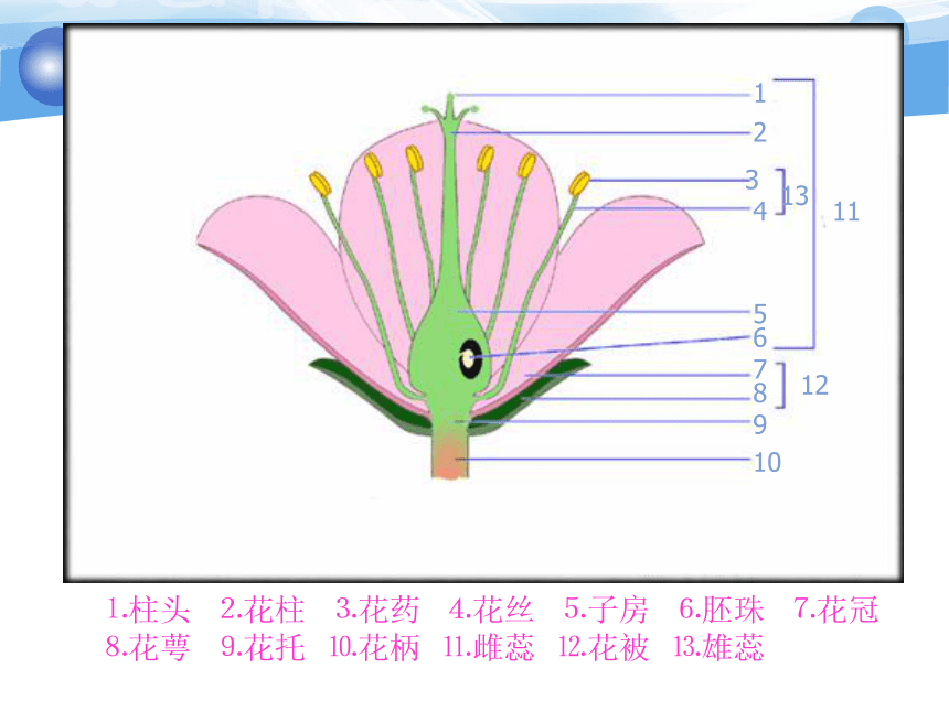广东省东莞中学生物竞赛辅导植物生物学——植物的繁殖器官：花、果实、种子（共119张PPT）