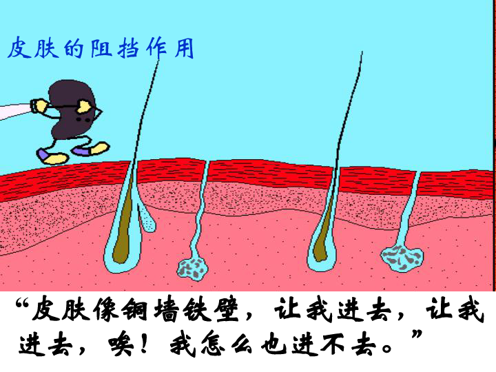 上海版八年级上册生物  3.2.2 人体的免疫功能 课件 (22张PPT)