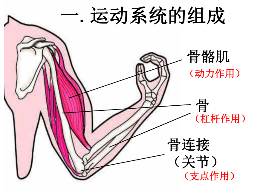 人教版八年级生物上册  5.2.1动物的运动-课件（29张PPT）