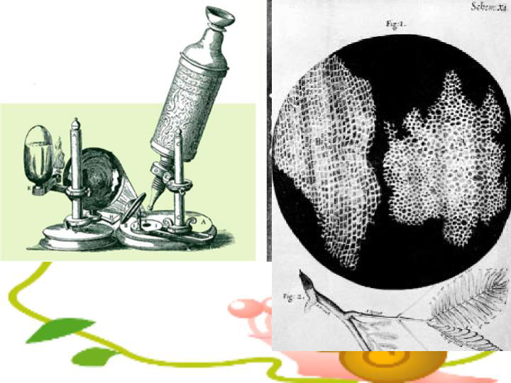 人教版七年级生物上册第二单元第一章《第一节  练习使用显微镜》 课件（共24张PPT）