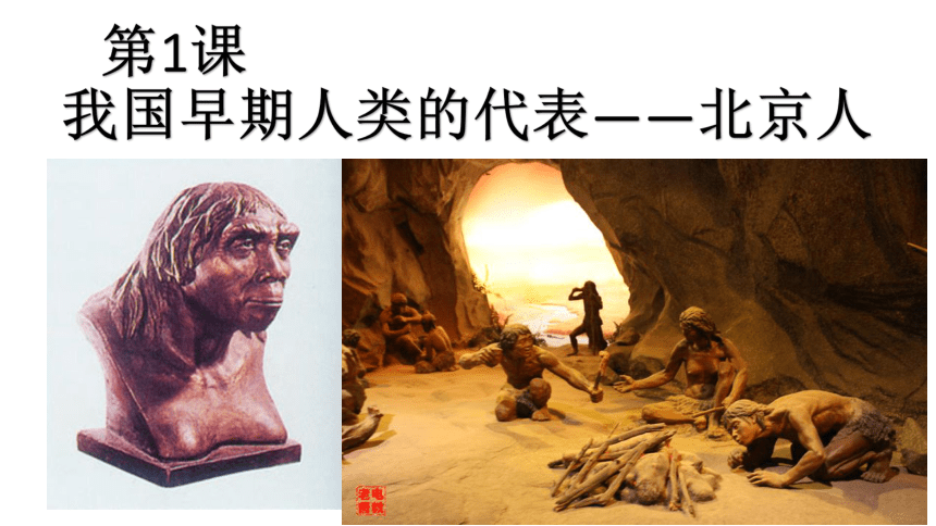 人教版七上第1课 中国早期人类的代表——北京人 课件（15张）