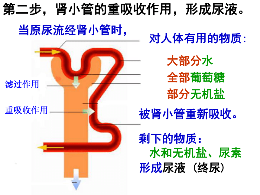 第一节  尿液的形成和排出