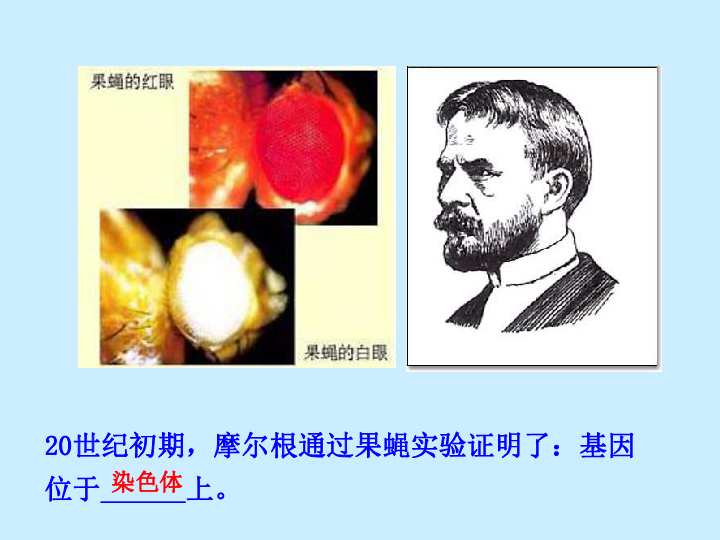 2018-2019学年高中人教版生物必修二课件：3.1 DNA是主要的遗传物质（课件35张）