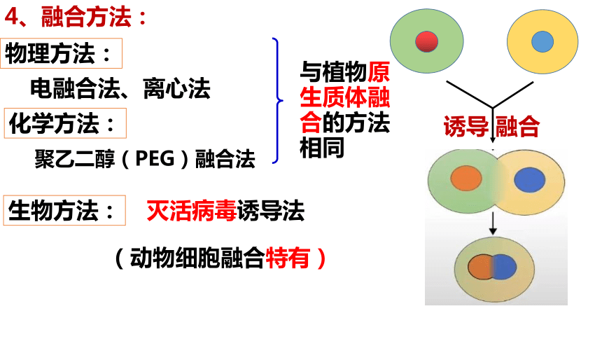 2动物细胞融合技术与单克隆抗体(共44张ppt)