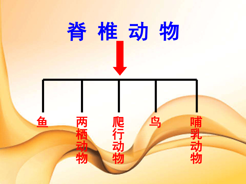 两栖动物和 爬行动物 (共31张PPT)