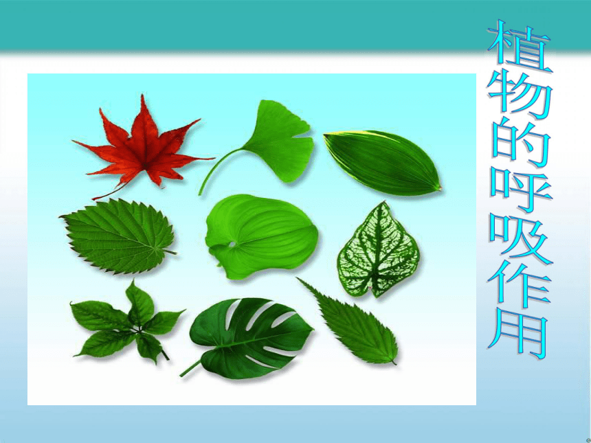 3. 5.2绿色植物的呼吸作用 课件(共38张PPT)