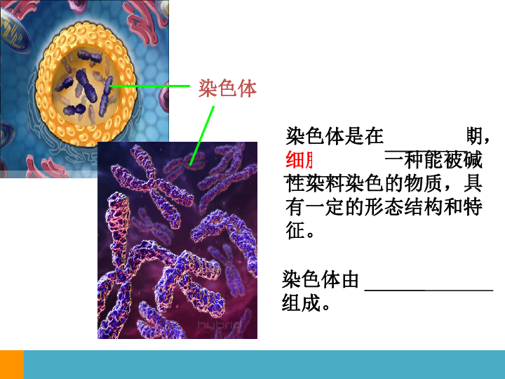 上海版八年级上册生物  2.3.2 染色体与人体性别决定 课件 (18张PPT)