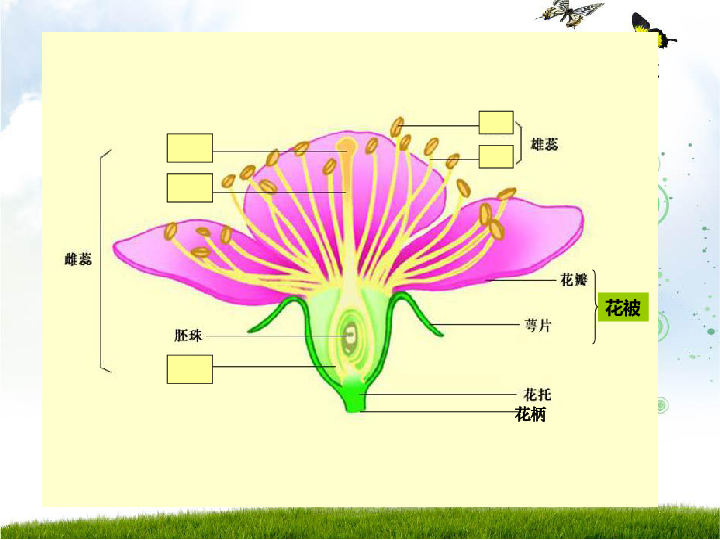 苏科版七下生物  11.1 地面上的植物 课件（15张PPT）