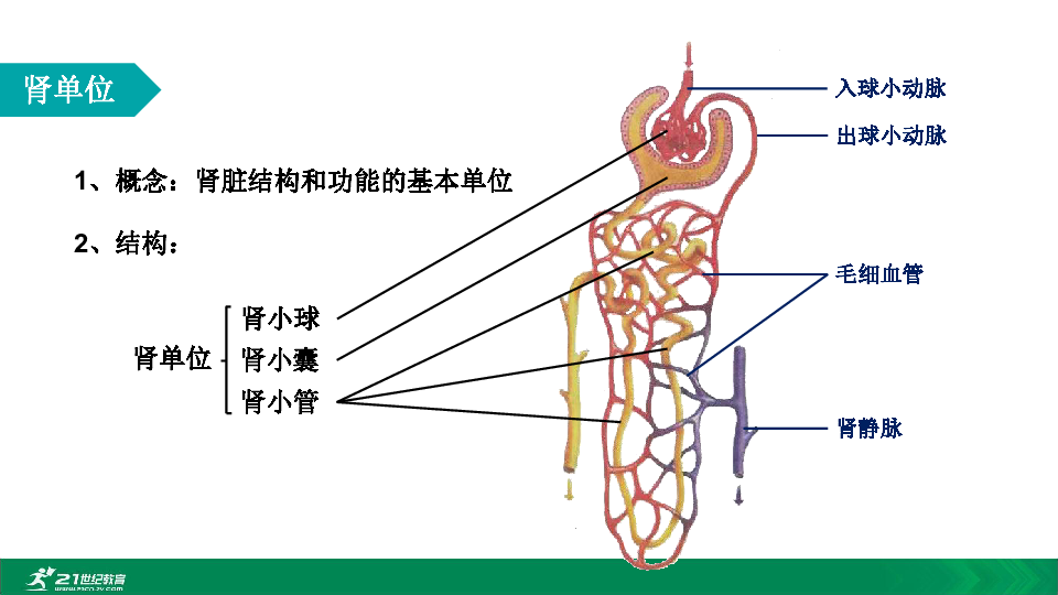 肾单位示意图简图图片