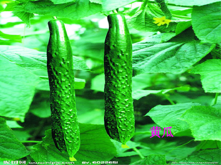 鲁教版（五四制）六年级下册生物 3.1.3 种子植物 裸子植物和被子植物课件（共46张PPT）