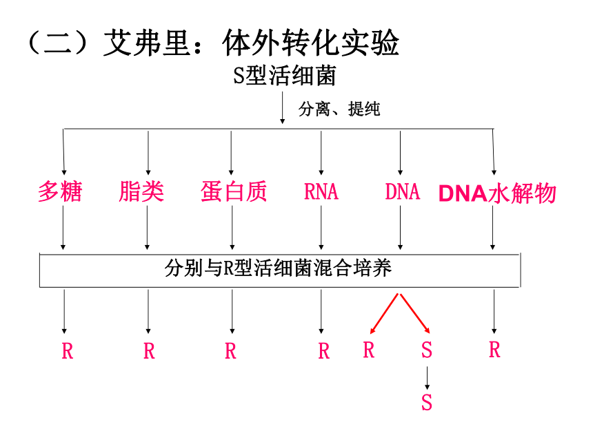人教版必修二第三章第1节DNA是主要的遗传物质（共29张PPT）