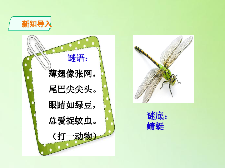 三年级上册科学课件-2 蜻蜓与麻雀-粤教（共22张PPT）