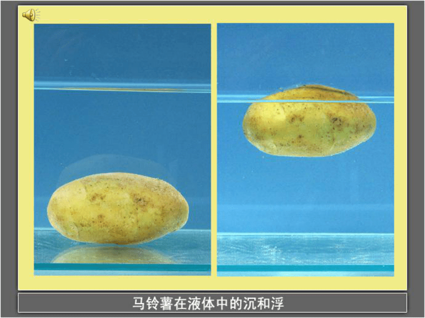 马铃薯在液体中的沉浮  课件