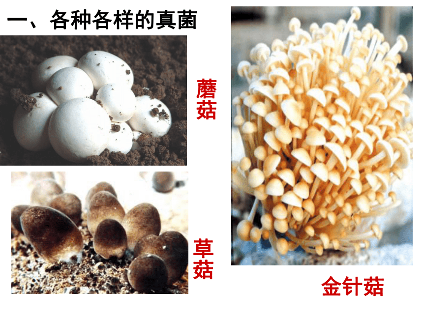 5.4.3真菌（29张ppt）