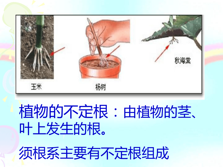 4.3植物根和物质吸收(共2课时)
