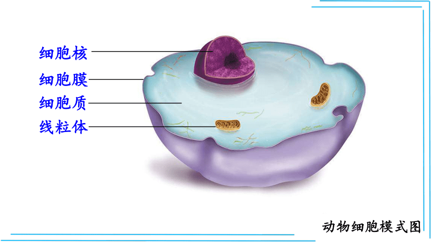 【人教七上生物最新教学课件】2.1.4细胞的生活(共36张PPT)