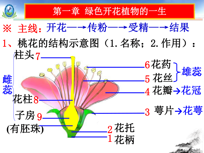 济南版八年级生物上册课件第一次月考复习第1章绿色开花植物的一生