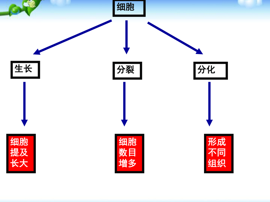 2.2.4单细胞生物  课件（31张PPT）